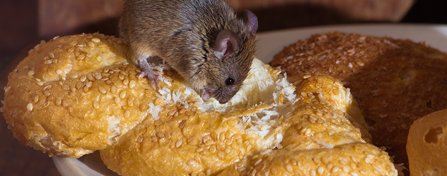 Protec Pest Control Mouse