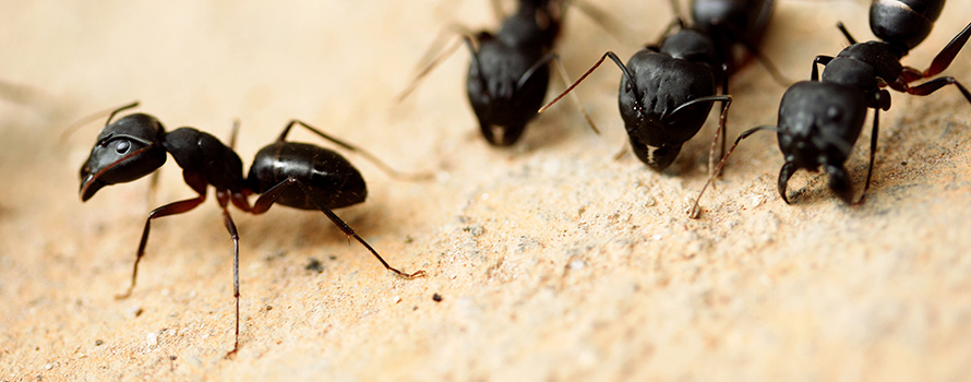 Protec Pest Control Ants